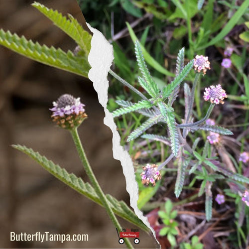 Mauve Sylvestre (Malva Sylvestris) – Turtle SHOP