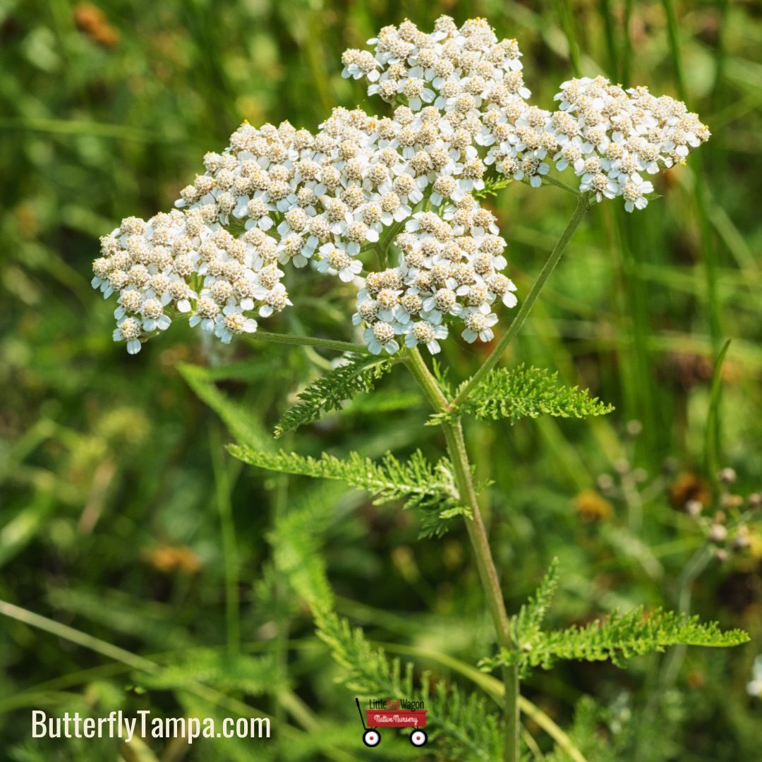 yarrow flower