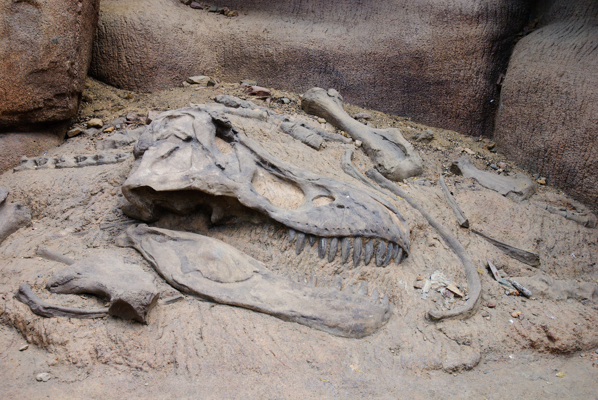 The 10 Best Dinosaur Fossils Ever Discovered! So Why Haven't You Seen – Gage Beasley