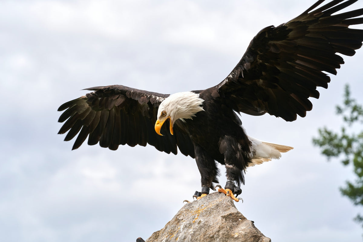 Todo sobre el águila calva: el emblema nacional – Gage Beasley