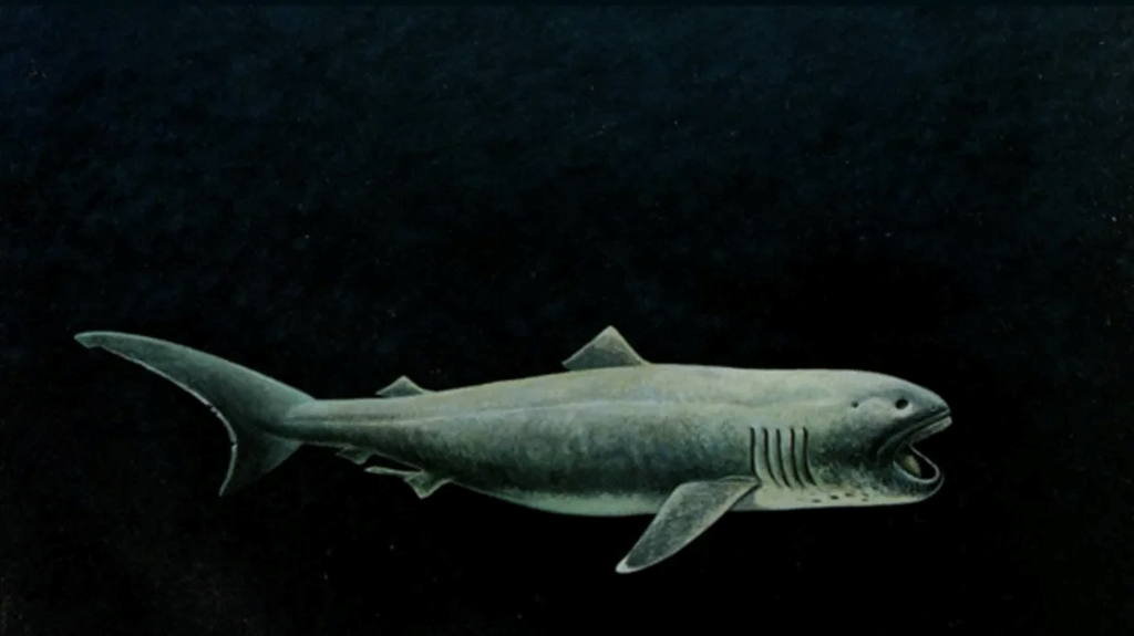 Megamouth Shark - Oceana