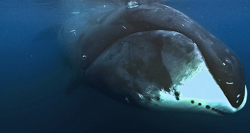 Alles Over De Groenlandse Walvis: De Oldtimer Van De Oceaan – Gage Beasley