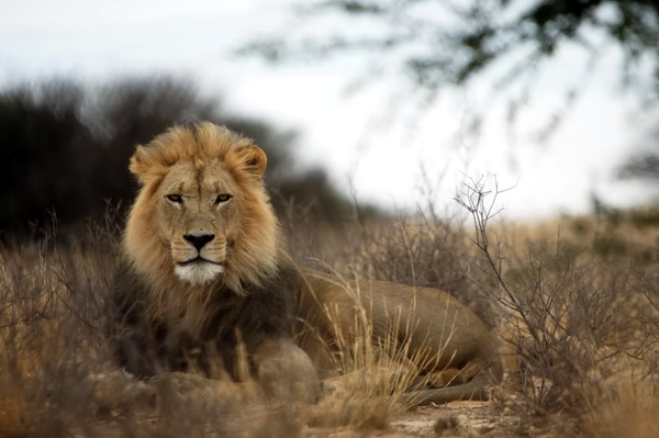 Todo sobre los leones: el rey de la jungla – Gage Beasley