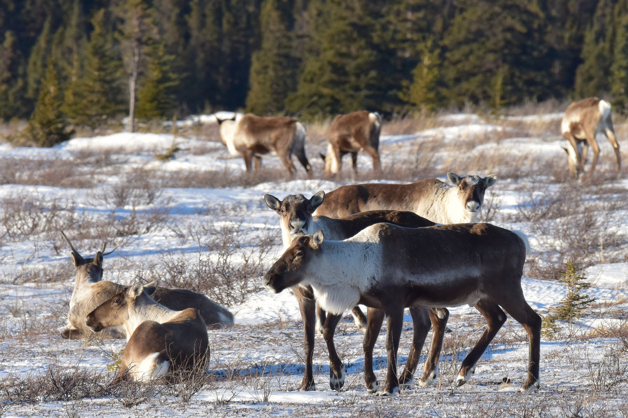 All About the Caribou: The Gregarious Deer – Gage Beasley
