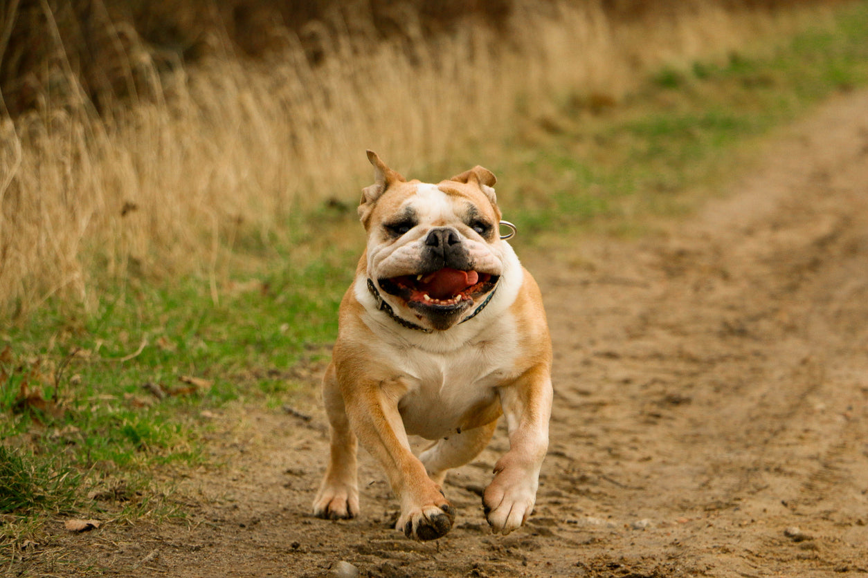 All About the British Bulldog: The English Mastiff – Gage Beasley