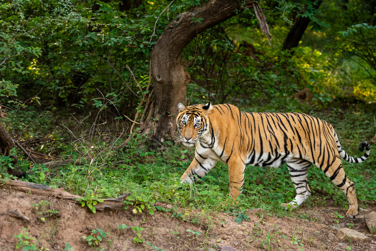 All About the Bengal Tiger: Majestic Creature of the Indian Jungle – Gage  Beasley