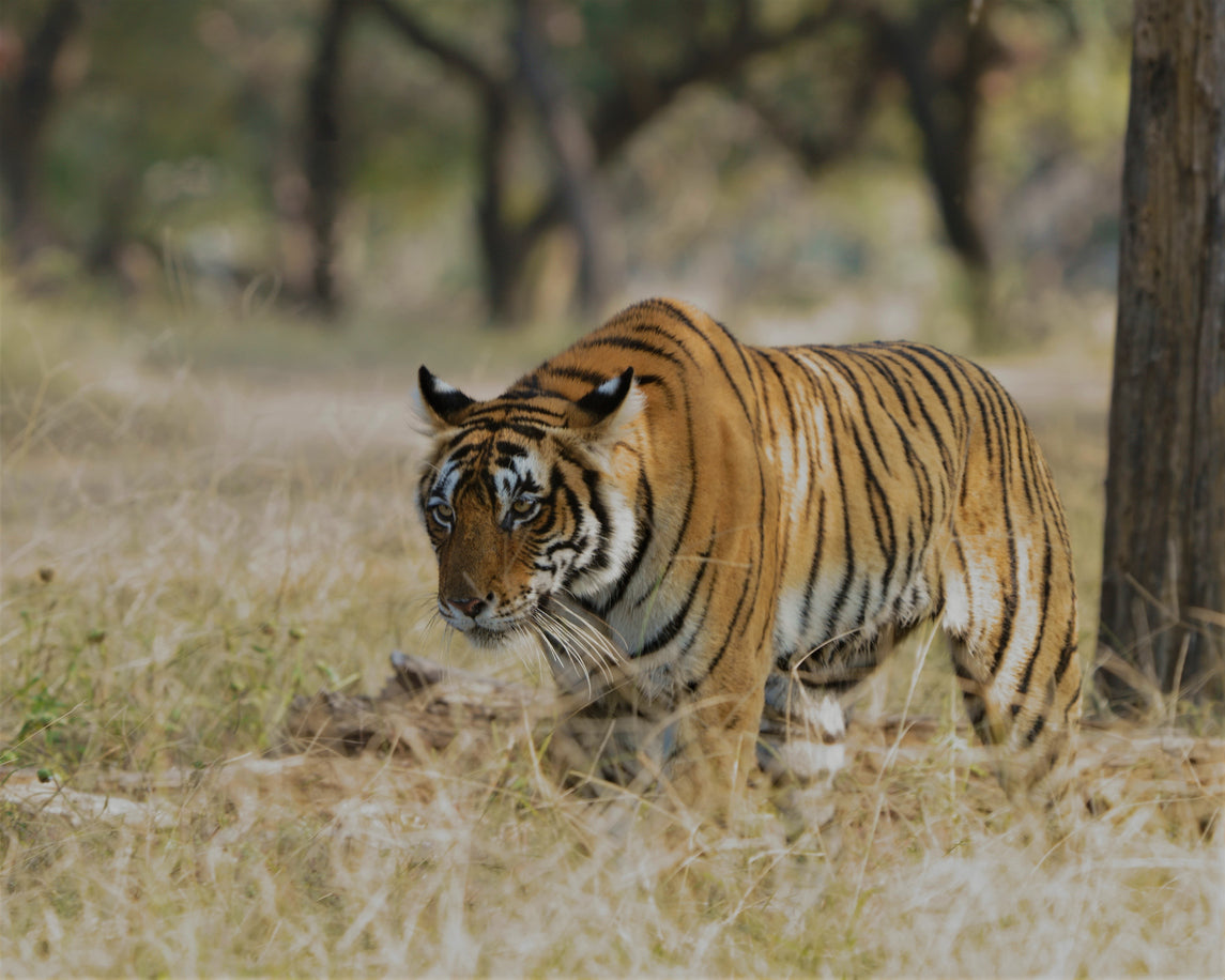 All About the Bengal Tiger: Majestic Creature of the Indian Jungle – Gage  Beasley