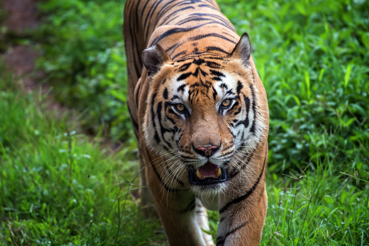 Bengal Tiger  Rainforest Animals