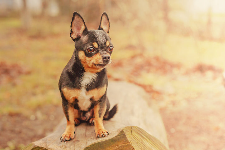 All About the Chihuahua: The Purse Dog – Gage Beasley