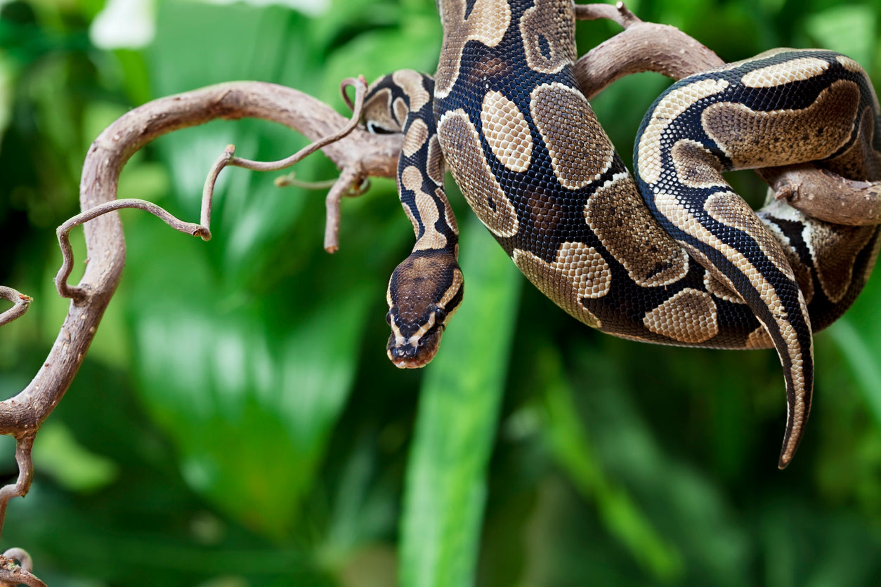 Why pythons and boas look alike