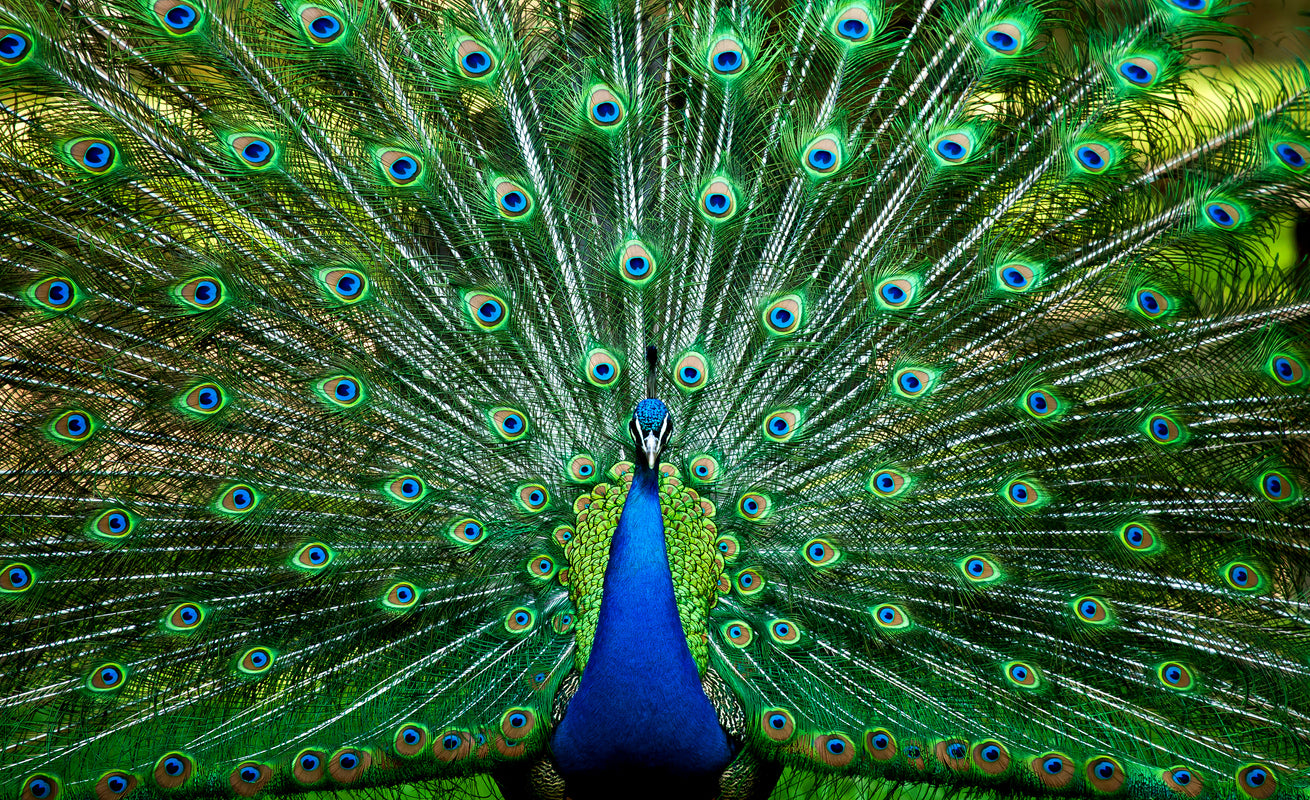 All About The Peacock The Bird With The Brilliant Feathers Gage Beasley