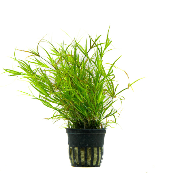 Juncus Repens