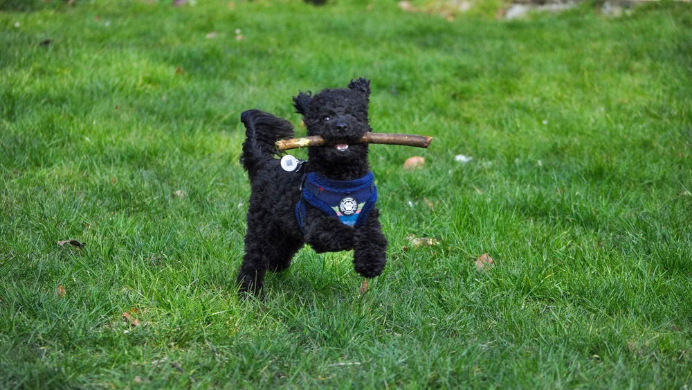 Der Tuf Cookie Blog Leben mit Hund Getaggt &quot;Gesundheit&quot;