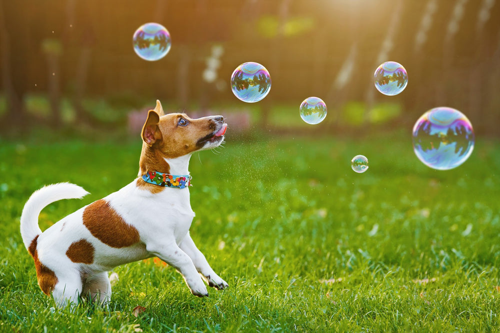 Addon Seifenblasen für Hunde Tuf Cookie