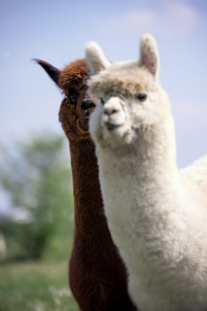 Baby Alpaca