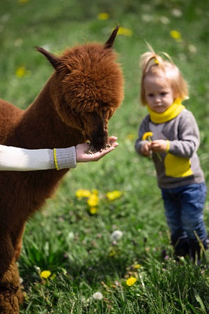 tutela benessere baby alpaca