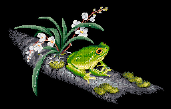Animals (frogs) - Lee Daynes - Red-eyed Tree Frog II