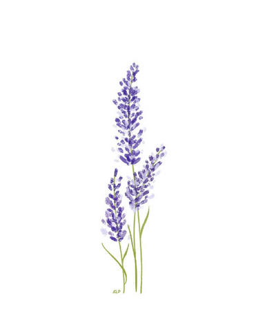 Lavender illustration