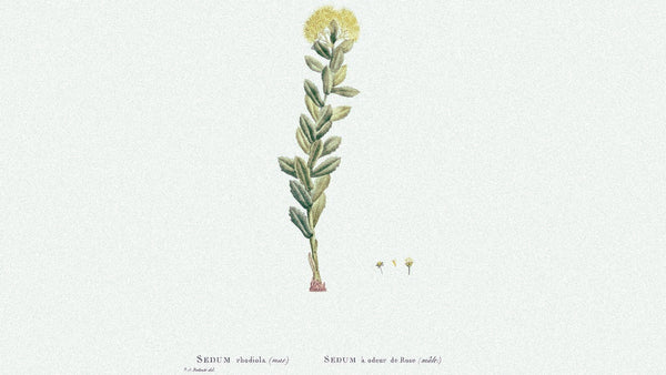 A monograph of rhodiola rosea, golden root, an herb for memory and cognition.