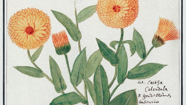 A botanical monograph of calendula officinalis