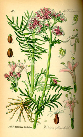 A monograph of valerian root