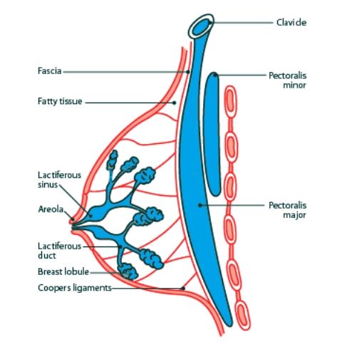 Breast Anatomy