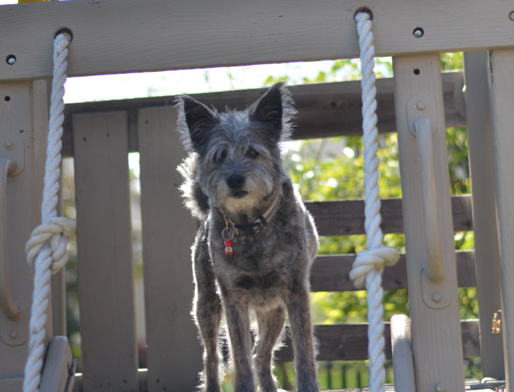 How to Build a Backyard Obstacle Course for Your Dog | BarkYard