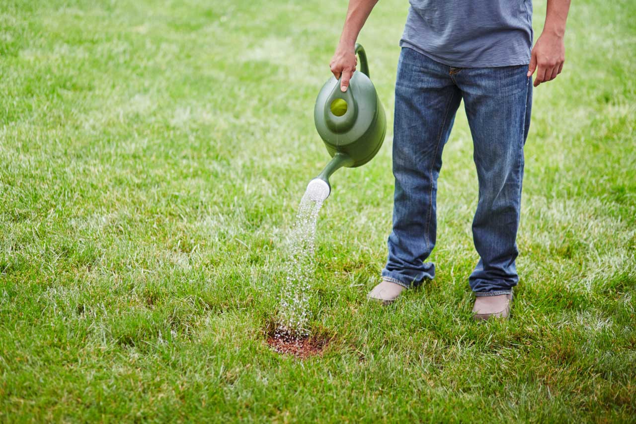 how do i fix yellow grass from dog urine