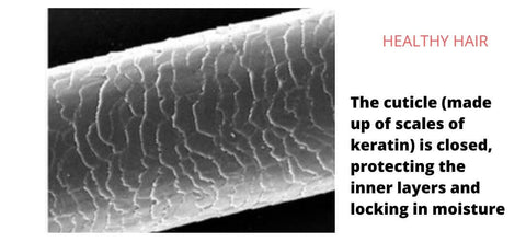 view of a healthy hair cuticle under electron microscope