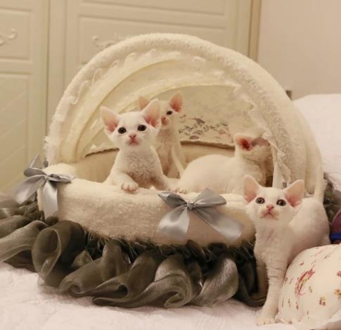fancy cat beds