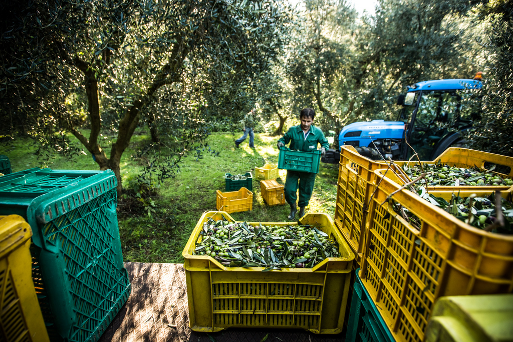 raccolta delle olive in italia commerciovirtuoso.it