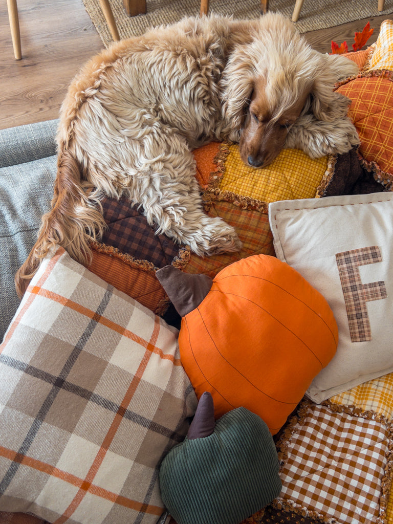 Ollie ma chienne profite des coussins moelleux et des plaids sur le canapé