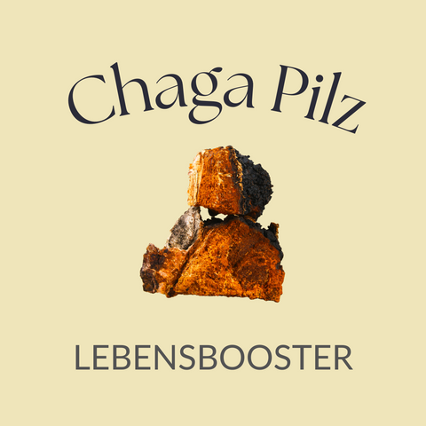 Chaga Pilz