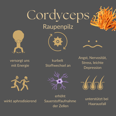 Cordyceps Wirkung