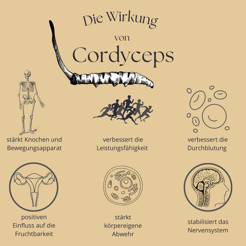 Cordyceps Wirkung