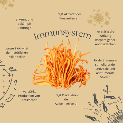 Cordyceps Wirkung