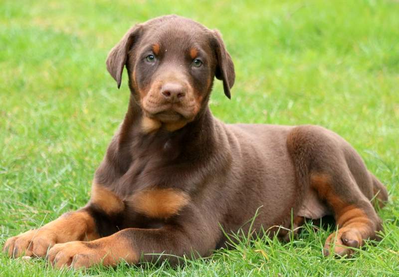 doberman puppies