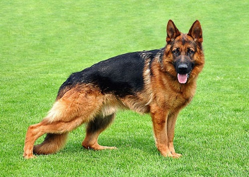 German Shepherd Slant Back – Petcopaw