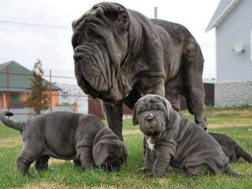 neapolitan mastiff