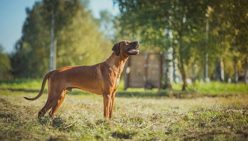 rhodesian ridgeback