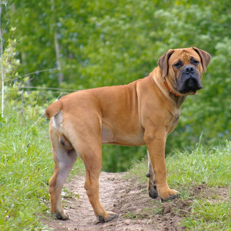 boerboel mastiff