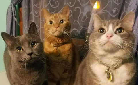 R2, Remi, & Huey, Chief Executive Kitties