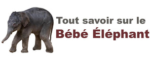 Bebe Elephant Tout Savoir Sur L Elephanteau Elephant Savane