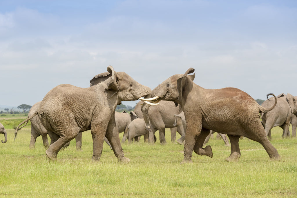 bataille d'éléphant