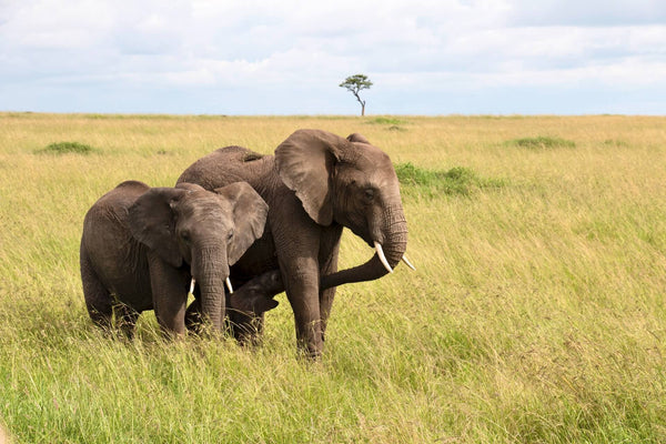 Les façons des éléphants