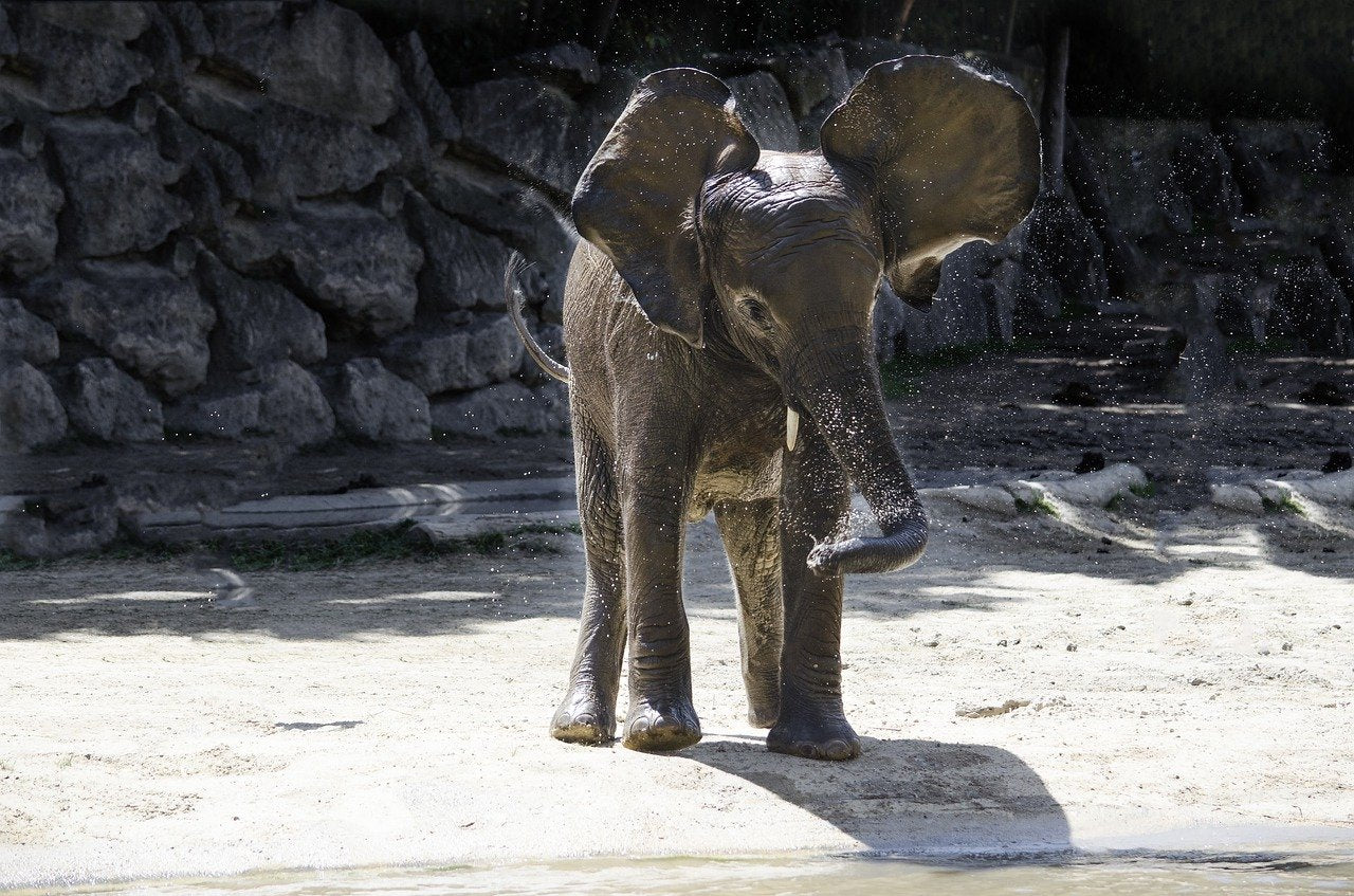 AFRIQUE DU SUD. Elle découvre un bébé éléphant dans son salon