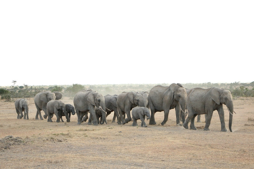 combien de temps court l'éléphant