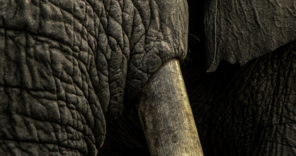 structure de la défense de l'éléphant