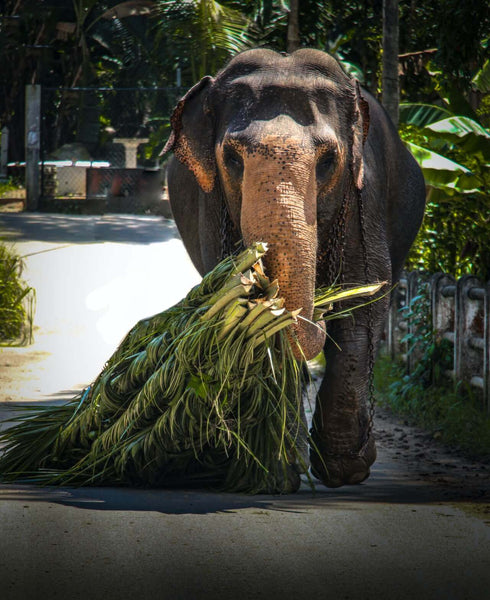 éléphants en thailande avec des chaines