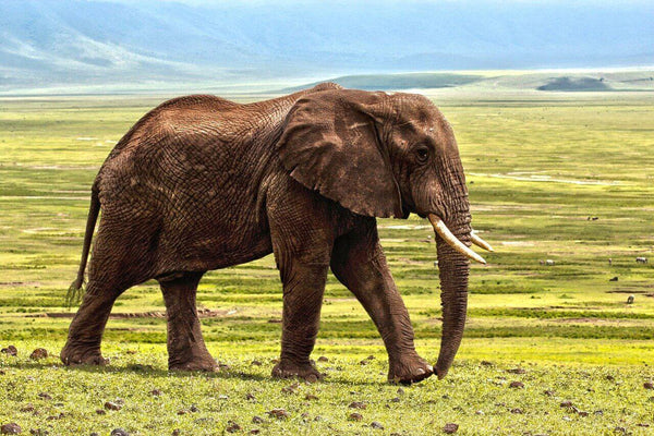 elephant dans la savane